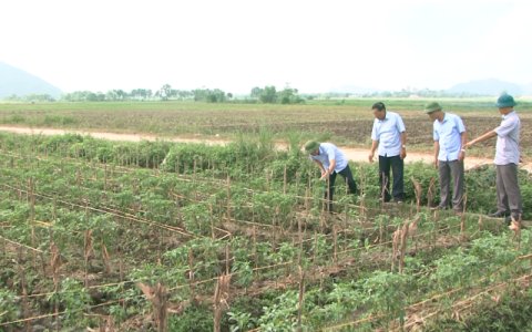 Bí thư huyện ủy kiểm tra tiến độ sản xuất vụ Đông tại xã Vĩnh Quang.